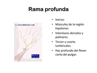 Rama profunda Inerva: Músculos de la región hipotenar. Interóseos dorsales y palmares. Tercer y cuarto lumbricales. Haz profundo del flexor corto del pulgar. 