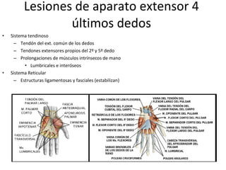 Lesiones de aparato extensor 4 últimos dedos Sistema tendinoso Tendón del ext. común de los dedos Tendones extensores propios del 2º y 5º dedo Prolongaciones de músculos intrínsecos de mano Lumbricales e interóseos  Sistema Reticular Estructuras ligamentosas y fasciales (estabilizan)  