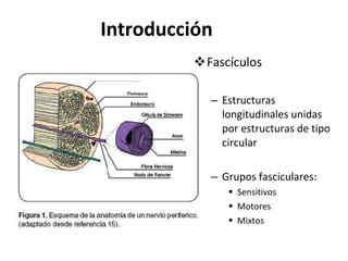 Introducción Fascículos Estructuras longitudinales unidas por estructuras de tipo circular Grupos fasciculares:  Sensitivos Motores Mixtos 