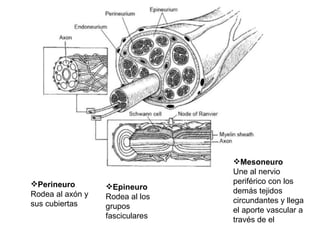 Perineuro Rodea al axón y sus cubiertas Epineuro Rodea al los grupos fasciculares Mesoneuro Une al nervio periférico con los demás tejidos circundantes y llega el aporte vascular a través de el 