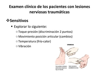 Examen clínico de los pacientes con lesiones nerviosas traumáticas Sensitivos Explorar lo siguiente: Toque-presión (discriminación 2 puntos) Movimiento posición articular (cambios) Temperatura (frío-calor) Vibración 