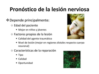 Pronóstico de la lesión nerviosa Depende principalmente: Edad del paciente Mejor en niños y jóvenes Factores propios de la lesión Calidad del agente traumático Nivel de lesión (mejor en regiones distales respecto cuerpo neuronal) Características de la reparación Tipo Calidad  Oportunidad 