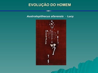 EVOLUÇÃO DO HOMEM Australopithecus afarensis   -  Lucy  
