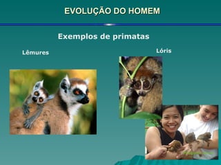 EVOLUÇÃO DO HOMEM Exemplos de primatas Lêmures Lóris 