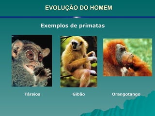 EVOLUÇÃO DO HOMEM Exemplos de primatas Társios Gibão Orangotango 