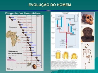 EVOLUÇÃO DO HOMEM Filogenia dos Hominídeos 
