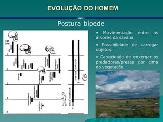 EVOLUÇÃO DO HOMEM Postura bípede Movimentação entre as árvores da savana. Possibilidade de carregar objetos. Capacidade de enxergar os predadores/presas por cima da vegetação. 