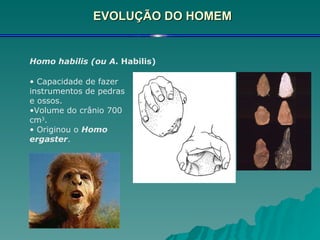 EVOLUÇÃO DO HOMEM Homo habilis   (ou A . Habilis)   Capacidade de fazer instrumentos de pedras e ossos. Volume do crânio 700 cm 3 . Originou o  Homo ergaster . 