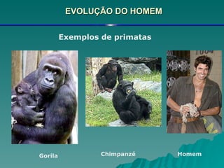 EVOLUÇÃO DO HOMEM Exemplos de primatas Gorila Chimpanzé Homem 