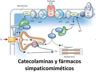 Catecolaminas y fármacos
simpaticomiméticos

 