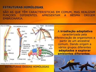 ESTRUTURAS HOMÓLOGAS  SÃO AS QUE TÊM CARACTERISTICAS EM COMUM, MAS REALIZAM FUNÇOES DIFERENTES. APRESENTAM A MESMA ORIGEM EMBRIONÁRIA. ESTRUTURAS ÓSSEAS HOMÓLOGAS A  irradiação adaptativa  caracterizada pela diferenciação de organismos a partir de um ancestral comum. Dando origem a vários grupos diferentes  adaptados a explorar ambientes diferentes .  