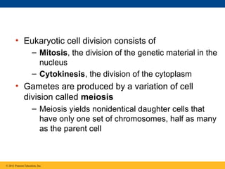 • Eukaryotic cell division consists of
– Mitosis, the division of the genetic material in the
nucleus
– Cytokinesis, the division of the cytoplasm

• Gametes are produced by a variation of cell
division called meiosis
– Meiosis yields nonidentical daughter cells that
have only one set of chromosomes, half as many
as the parent cell

© 2011 Pearson Education, Inc.

 