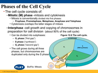 Phases of the Cell Cycle
• The cell cycle consists of:
–Mitotic (M) phase -mitosis and cytokinesis
• Mitosis is conventionally divided into five phases:
– Prophase, Prometaphase, Metaphase, Anaphase and Telophase

• Cytokinesis overlaps the latter stages of mitosis

–Interphase -cell growth and copying of chromosomes in
preparation for cell division (about 90% of the cell cycle)
Figure 12.6 The cell cycle.

– G1 phase (“first gap”)
– S phase (“synthesis”)
– G2 phase (“second gap”)

INTERPHASE

M

o
yt
MIT C
(M) OTIC
P

sis
ne
ki

sis

• The cell grows during all three
phases, but chromosomes are
duplicated only during the S phase
HAS

BioFlix: Mitosis
© 2011 Pearson Education, Inc.

S
(DNA synthesis)

G1

ito

• Can be divided into subphases:

E

G2

 