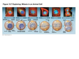 10 µm

Figure 12.7 Exploring: Mitosis in an Animal Cell

G2 of Interphase
Centrosomes
(with centriole pairs)

Nucleolus

Chromatin
(duplicated)

Nuclear
envelope

Plasma
membrane

Prophase
Early mitotic
spindle

Aster

Centromere

Chromosome, consisting
of two sister chromatids

Prometaphase
Fragments
of nuclear
envelope

Kinetochore

Metaphase

Nonkinetochore
microtubules

Kinetochore
microtubule

Anaphase

Metaphase
plate

Spindle

Centrosome at
one spindle pole

Telophase and Cytokinesis
Cleavage
furrow

Daughter
chromosomes

Nuclear
envelope
forming

Nucleolus
forming

 