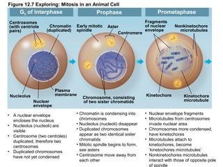 Figure 12.7 Exploring: Mitosis in an Animal Cell

G2 of Interphase
Centrosomes
(with centriole
pairs)

Chromatin
(duplicated)

Prophase
Early mitotic
spindle

Plasma
membrane

Nucleolus
Nuclear
envelope

• A nuclear envelope
encloses the nucleus
• Nucleolus (nucleoli) are
visible
• Centrosome (two centroles)
duplicated, therefore two
centrosomes
• Duplicated chromosomes
have not yet condensed

Aster
Centromere

Chromosome, consisting
of two sister chromatids

• Chromatin is condensing into
chromosomes
• Nucleolus (nucleoli) disappear
• Duplicated chromosomes
appear as two identical sister
chromatids
• Mitotic spindle begins to form,
see asters
• Centrosome move away from
each other

Prometaphase
Fragments
of nuclear
envelope

Kinetochore

Nonkinetochore
microtubules

Kinetochore
microtubule

• Nuclear envelope fragments
• Microtubules from centrosomes
invade nuclear area
• Chromosomes more condensed,
have kinetochores
• Microtubules attach to
kinetochores, become
‘kinetochores microtubules’
• Nonkinetochores microtubules
interact with those of opposite pole
of spindle

 