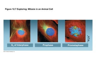 10 µm

Figure 12.7 Exploring: Mitosis in an Animal Cell

G2 of Interphase

Prophase

Prometaphase

 