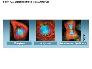 10 µm

Figure 12.7 Exploring: Mitosis in an Animal Cell

Metaphase

Anaphase

Telophase and Cytokinesis

 