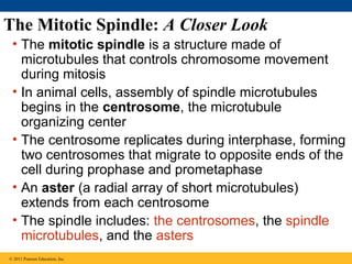 The Mitotic Spindle: A Closer Look
• The mitotic spindle is a structure made of
microtubules that controls chromosome movement
during mitosis
• In animal cells, assembly of spindle microtubules
begins in the centrosome, the microtubule
organizing center
• The centrosome replicates during interphase, forming
two centrosomes that migrate to opposite ends of the
cell during prophase and prometaphase
• An aster (a radial array of short microtubules)
extends from each centrosome
• The spindle includes: the centrosomes, the spindle
microtubules, and the asters
© 2011 Pearson Education, Inc.

 