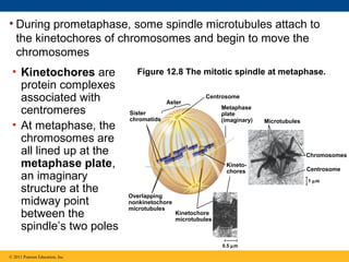 • During prometaphase, some spindle microtubules attach to
the kinetochores of chromosomes and begin to move the
chromosomes
• Kinetochores are
protein complexes
associated with
centromeres
• At metaphase, the
chromosomes are
all lined up at the
metaphase plate,
an imaginary
structure at the
midway point
between the
spindle’s two poles

Figure 12.8 The mitotic spindle at metaphase.

Aster

Centrosome

Sister
chromatids

Metaphase
plate
(imaginary)

Chromosomes
Kinetochores

Centrosome
1 µm

Overlapping
nonkinetochore
microtubules

Kinetochore
microtubules

0.5 µm
© 2011 Pearson Education, Inc.

Microtubules

 