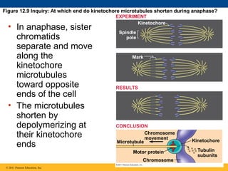 Figure 12.9 Inquiry: At which end do kinetochore microtubules shorten during anaphase?

• In anaphase, sister
chromatids
separate and move
along the
kinetochore
microtubules
toward opposite
ends of the cell
• The microtubules
shorten by
depolymerizing at
their kinetochore
ends

EXPERIMENT
Kinetochore
Spindle
pole

Mark

RESULTS

CONCLUSION
Chromosome
movement
Microtubule
Motor protein
Chromosome

© 2011 Pearson Education, Inc.

Kinetochore
Tubulin
subunits

 
