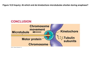 Figure 12.9 Inquiry: At which end do kinetochore microtubules shorten during anaphase?

CONCLUSION
Microtubule

Chromosome
movement

Motor protein
Chromosome

Kinetochore
Tubulin
subunits

 