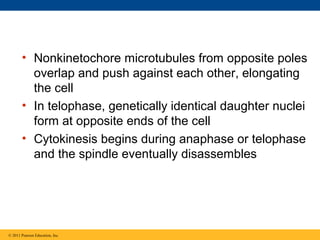 • Nonkinetochore microtubules from opposite poles
overlap and push against each other, elongating
the cell
• In telophase, genetically identical daughter nuclei
form at opposite ends of the cell
• Cytokinesis begins during anaphase or telophase
and the spindle eventually disassembles

© 2011 Pearson Education, Inc.

 