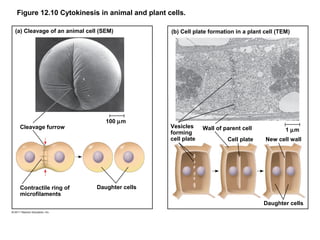 Figure 12.10 Cytokinesis in animal and plant cells.
(a) Cleavage of an animal cell (SEM)

Cleavage furrow

Contractile ring of
microfilaments

100 µm

(b) Cell plate formation in a plant cell (TEM)

Vesicles
forming
cell plate

Wall of parent cell
Cell plate

1 µm
New cell wall

Daughter cells
Daughter cells

 