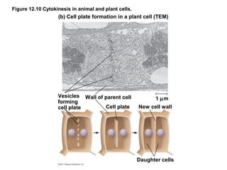 Figure 12.10 Cytokinesis in animal and plant cells.

(b) Cell plate formation in a plant cell (TEM)

Vesicles Wall of parent cell
forming
Cell plate
cell plate

1 µm
New cell wall

Daughter cells

 