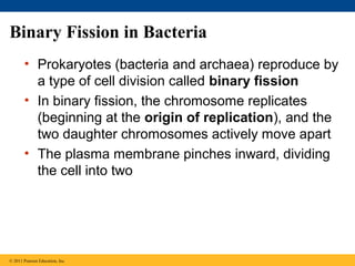 Binary Fission in Bacteria
• Prokaryotes (bacteria and archaea) reproduce by
a type of cell division called binary fission
• In binary fission, the chromosome replicates
(beginning at the origin of replication), and the
two daughter chromosomes actively move apart
• The plasma membrane pinches inward, dividing
the cell into two

© 2011 Pearson Education, Inc.

 