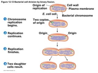 Figure 12.12 Bacterial cell division by binary fission.

Origin of
replication
E. coli cell
1 Chromosome
replication
begins.
2 Replication
continues.

3 Replication
finishes.

4 Two daughter
cells result.

Cell wall
Plasma membrane
Bacterial chromosome

Two copies
of origin

Origin

Origin

 
