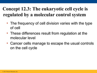 Concept 12.3: The eukaryotic cell cycle is
regulated by a molecular control system
• The frequency of cell division varies with the type
of cell
• These differences result from regulation at the
molecular level
• Cancer cells manage to escape the usual controls
on the cell cycle

© 2011 Pearson Education, Inc.

 