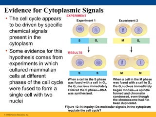 Evidence for Cytoplasmic Signals
• The cell cycle appears
to be driven by specific
chemical signals
present in the
cytoplasm
• Some evidence for this
hypothesis comes from
experiments in which
cultured mammalian
cells at different
phases of the cell cycle
were fused to form a
single cell with two
nuclei
© 2011 Pearson Education, Inc.

EXPERIMENT
Experiment 1

S

Experiment 2

G1

M

G1

RESULTS

S

S

When a cell in the S phase
was fused with a cell in G1,
the G1 nucleus immediately
Entered the S phase—DNA
was synthesized.

M

M

When a cell in the M phase
was fused with a cell in G1,
the G1nucleus immediately
began mitosis—a spindle
formed and chromatin
condensed, even though
the chromosome had not
been duplicated.
Figure 12.14 Inquiry: Do molecular signals in the cytoplasm
regulate the cell cycle?

 