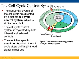 The Cell Cycle Control System
• The sequential events of
the cell cycle are directed
by a distinct cell cycle
control system, which is
similar to a clock
• The cell cycle control
system is regulated by both
internal and external
controls
• The clock has specific
checkpoints where the cell
cycle stops until a go-ahead
signal is received
© 2011 Pearson Education, Inc.

G1 checkpoint

Control
system

G1

M

M checkpoint

S

G2

G2 checkpoint

Figure 12.15 Mechanical analogy for the
cell cycle control system.

 