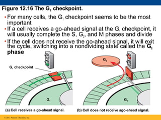 Figure 12.16 The G1 checkpoint.

• For many cells, the G1 checkpoint seems to be the most
important
• If a cell receives a go-ahead signal at the G1 checkpoint, it
will usually complete the S, G2, and M phases and divide
• If the cell does not receive the go-ahead signal, it will exit
the cycle, switching into a nondividing state called the G0
phase
G0
G1 checkpoint

G1
(a) Cell receives a go-ahead signal.
© 2011 Pearson Education, Inc.

G1
(b) Cell does not receive ago-ahead signal.

 
