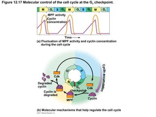 Figure 12.17 Molecular control of the cell cycle at the G2 checkpoint.
M

G1

S G2

M

G1 S

G2

M

G1

MPF activity
Cyclin
concentration

G

S

1

Time
(a) Fluctuation of MPF activity and cyclin concentration
during the cell cycle

Cdk

Cyclin is
degraded

2

M

G

Degraded
cyclin

G2
Cdk
checkpoint
MPF

Cyclin

(b) Molecular mechanisms that help regulate the cell cycle

 