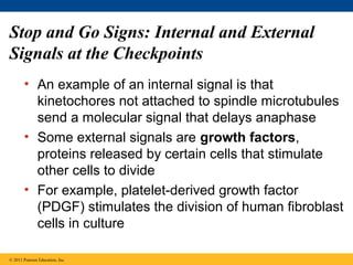Stop and Go Signs: Internal and External
Signals at the Checkpoints
• An example of an internal signal is that
kinetochores not attached to spindle microtubules
send a molecular signal that delays anaphase
• Some external signals are growth factors,
proteins released by certain cells that stimulate
other cells to divide
• For example, platelet-derived growth factor
(PDGF) stimulates the division of human fibroblast
cells in culture
© 2011 Pearson Education, Inc.

 