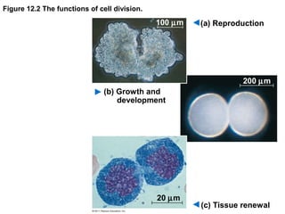 Figure 12.2 The functions of cell division.

100 µm

(a) Reproduction

200 µm
(b) Growth and
development

20 µm

(c) Tissue renewal

 