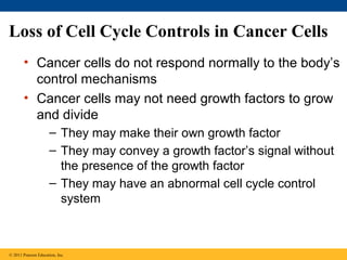 Loss of Cell Cycle Controls in Cancer Cells
• Cancer cells do not respond normally to the body’s
control mechanisms
• Cancer cells may not need growth factors to grow
and divide
– They may make their own growth factor
– They may convey a growth factor’s signal without
the presence of the growth factor
– They may have an abnormal cell cycle control
system

© 2011 Pearson Education, Inc.

 