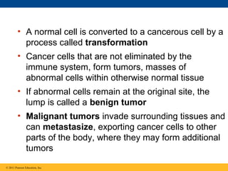 • A normal cell is converted to a cancerous cell by a
process called transformation
• Cancer cells that are not eliminated by the
immune system, form tumors, masses of
abnormal cells within otherwise normal tissue
• If abnormal cells remain at the original site, the
lump is called a benign tumor
• Malignant tumors invade surrounding tissues and
can metastasize, exporting cancer cells to other
parts of the body, where they may form additional
tumors
© 2011 Pearson Education, Inc.

 