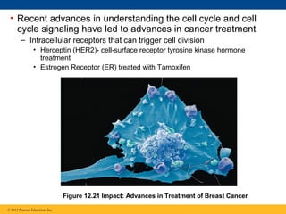 • Recent advances in understanding the cell cycle and cell
cycle signaling have led to advances in cancer treatment
– Intracellular receptors that can trigger cell division
• Herceptin (HER2)- cell-surface receptor tyrosine kinase hormone
treatment
• Estrogen Receptor (ER) treated with Tamoxifen

Figure 12.21 Impact: Advances in Treatment of Breast Cancer
© 2011 Pearson Education, Inc.

 