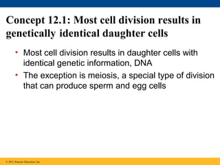 Concept 12.1: Most cell division results in
genetically identical daughter cells
• Most cell division results in daughter cells with
identical genetic information, DNA
• The exception is meiosis, a special type of division
that can produce sperm and egg cells

© 2011 Pearson Education, Inc.

 