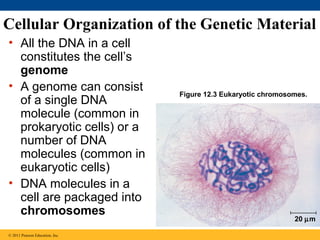 Cellular Organization of the Genetic Material
• All the DNA in a cell
constitutes the cell’s
genome
• A genome can consist
of a single DNA
molecule (common in
prokaryotic cells) or a
number of DNA
molecules (common in
eukaryotic cells)
• DNA molecules in a
cell are packaged into
chromosomes
© 2011 Pearson Education, Inc.

Figure 12.3 Eukaryotic chromosomes.

20 µm

 