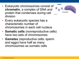 • Eukaryotic chromosomes consist of
chromatin, a complex of DNA and
protein that condenses during cell
division
• Every eukaryotic species has a
characteristic number of
chromosomes in each cell nucleus
• Somatic cells (nonreproductive cells)
have two sets of chromosomes
• Gametes (reproductive cells: sperm
and eggs) have half as many
chromosomes as somatic cells

© 2011 Pearson Education, Inc.

 