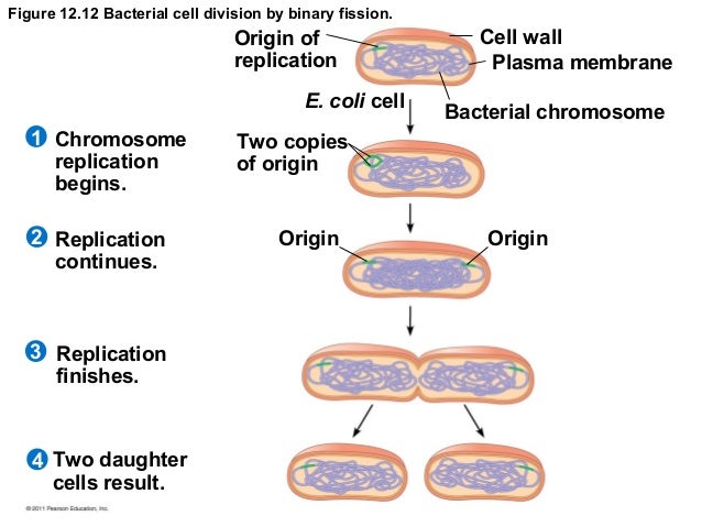 Cap 12 - Ciclo Celular