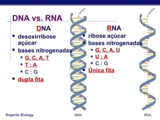 Regents Biology
DNA vs. RNA
DNA
 desoxirribose
açúcar
 bases nitrogenadas
 G, C, A, T
 T : A
 C : G
 dupla fita
RNA
 ribose açúcar
 bases nitrogenadas
 G, C, A, U
 U : A
 C : G
 Única fita
 