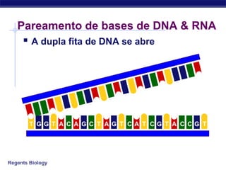 Regents Biology
Pareamento de bases de DNA & RNA
 A dupla fita de DNA se abre
A G GGGGGT T A C A C T T T T TC C C CA A
 