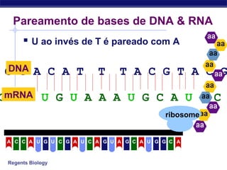 Regents Biology
Pareamento de bases de DNA & RNA
 U ao invés de T é pareado com A
G C A C A T T T A C G T A C GDNA
G C G U G U A A A U G C A U G CmRNA
U C CCCCCA A U G U G A A A A AG G G GU U
ribosome
 