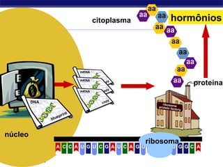 Regents Biology
proteína
citoplasma
núcleo
hormônios
U C CCCCCA A U G U G A A A A AG G G GU U
ribosoma
 