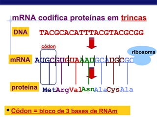 Regents Biology
AUGCGUGUAAAUGCAUGCGCCmRNA
mRNA codifica proteínas em trincas
TACGCACATTTACGTACGCGGDNA
AUGCGUGUAAAUGCAUGCGCCmRNA
proteína
?
 Códon = bloco de 3 bases de RNAm
códon
ribosoma
MetArgValAsnAlaCysAla
 