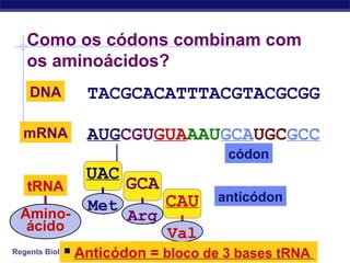 Regents Biology
Como os códons combinam com
os aminoácidos?
TACGCACATTTACGTACGCGGDNA
AUGCGUGUAAAUGCAUGCGCCmRNA
anticódon
códon
tRNA
UAC
Met
GCA
Arg
CAU
Val
 Anticódon = bloco de 3 bases tRNA
Amino-
ácido
 